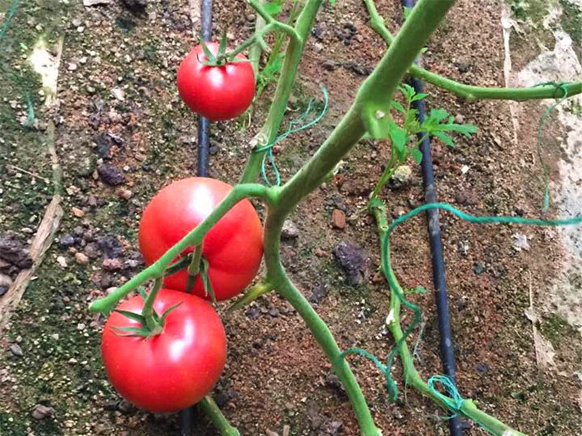 爐渣栽培