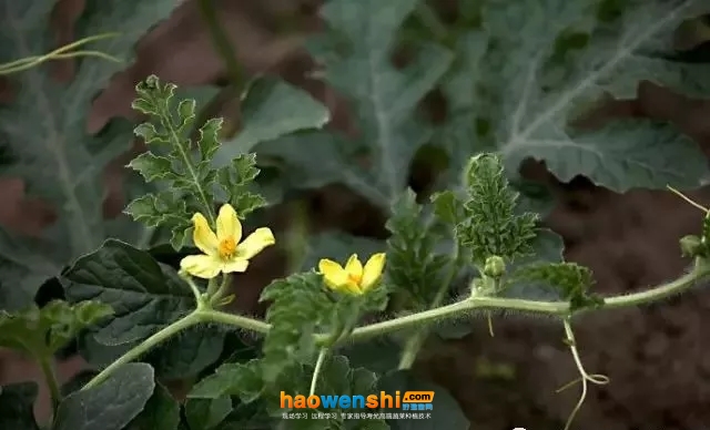 開(kāi)花期.jpg