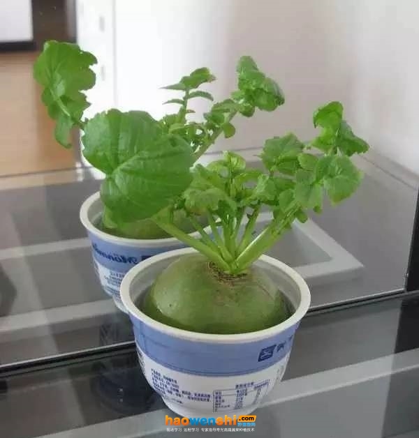 水培蘿卜.jpg