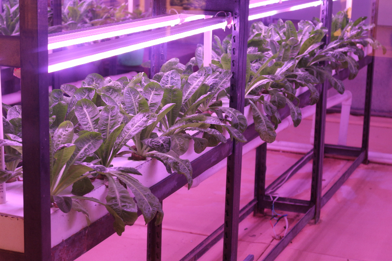 植物工廠.JPG