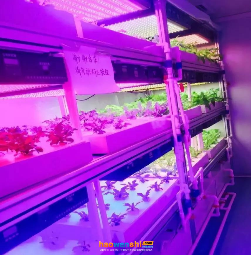 集裝箱植物工廠(chǎng)內(nèi)部.jpg