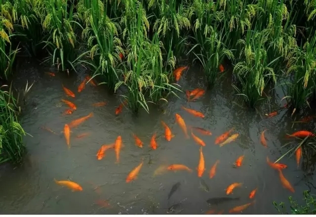 水生蔬菜系統(tǒng).jpg