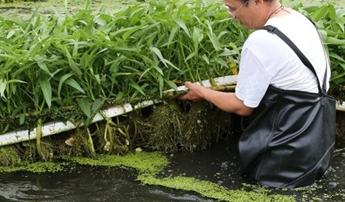 浮板水培技術.jpg