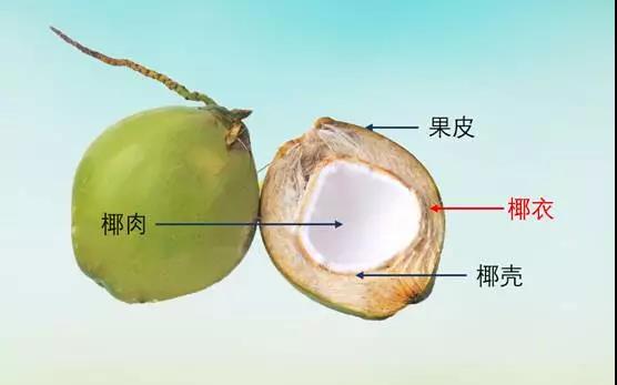 椰糠來自椰子的椰衣部分.jpg