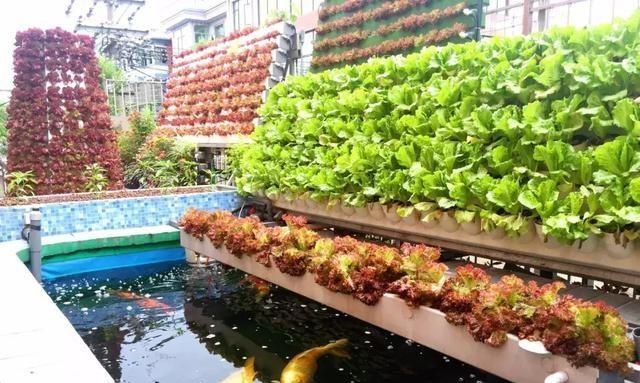 魚(yú)菜共生.jpg