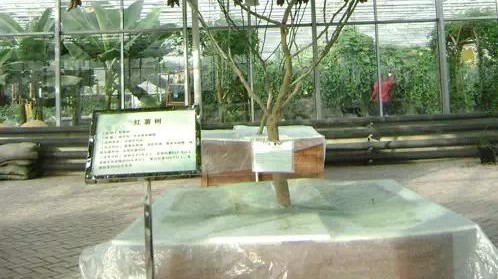 無土栽培紅薯--營(yíng)養(yǎng)液池.jpg