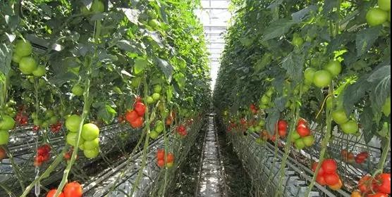 番茄--無(wú)土栽培巖棉種植袋栽培.jpg