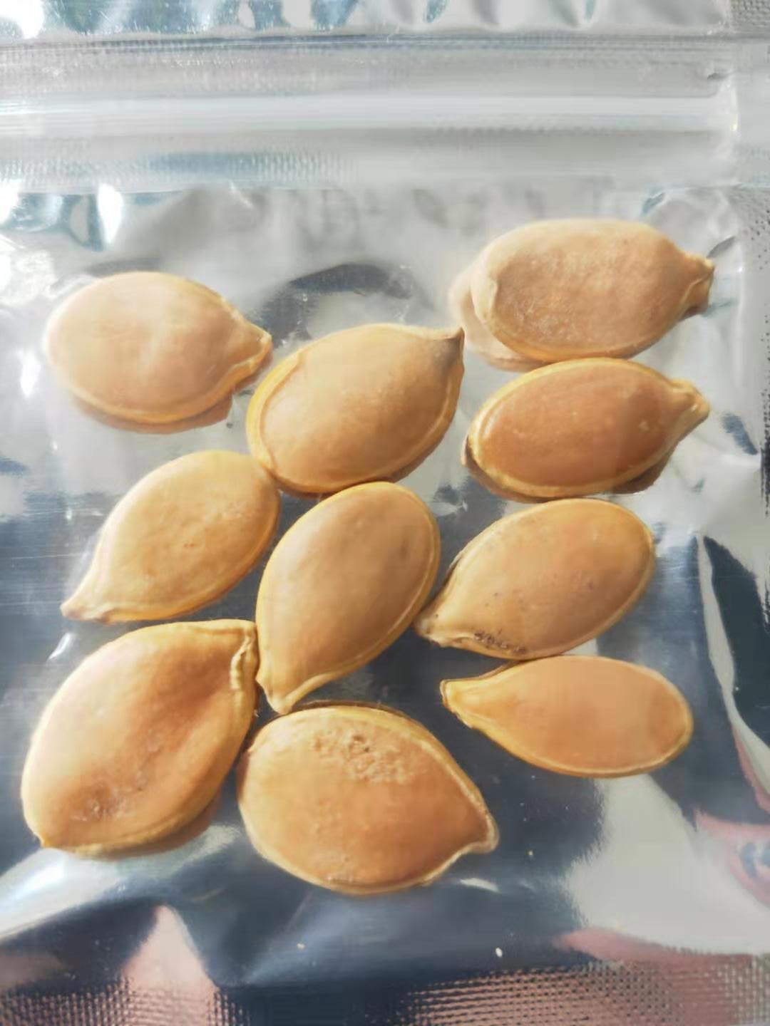 無土栽培--巨型南瓜種子.jpg