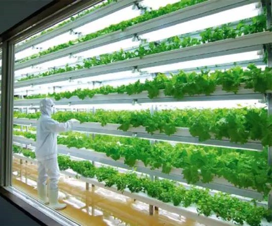 無土栽培植物工.jpg
