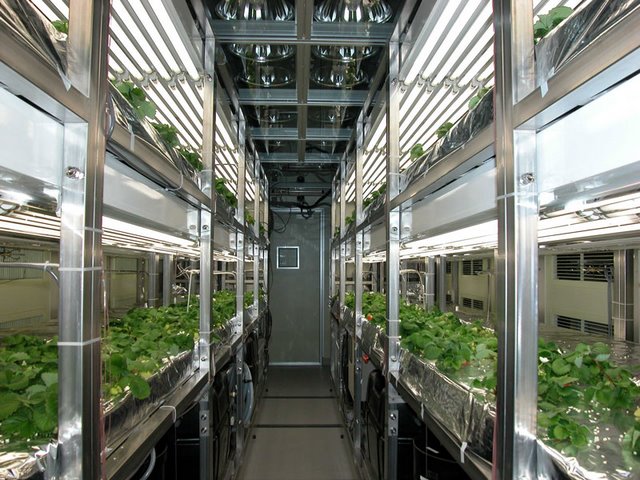 無土栽培植物工.jpg