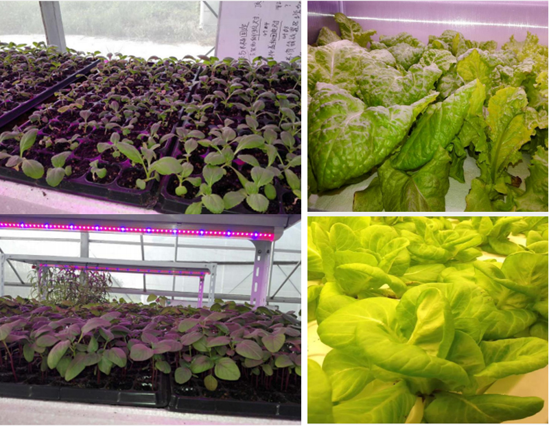 植物補光燈.jpg