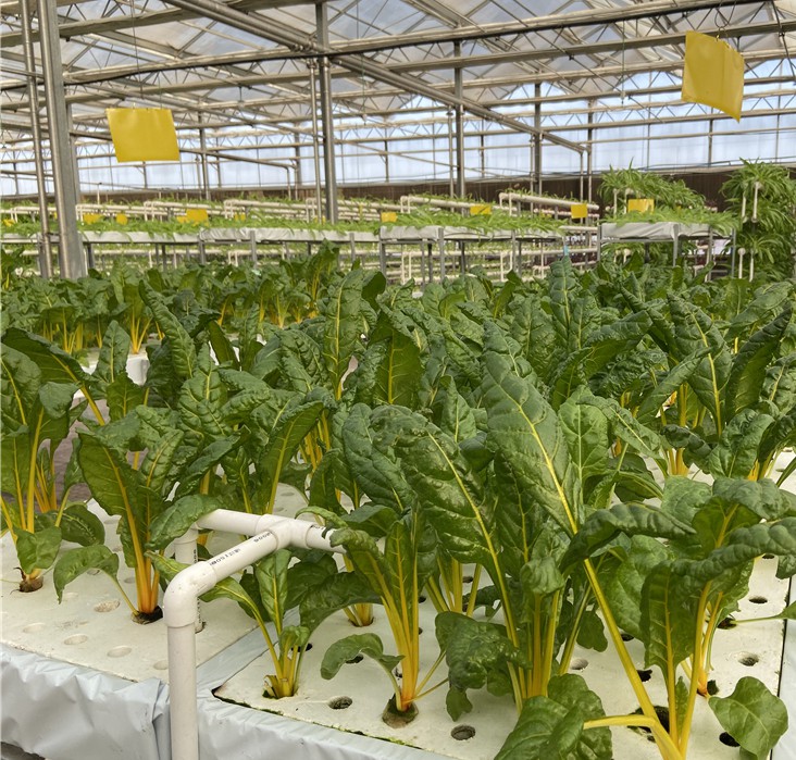 無土栽培水培甜菜.jpg