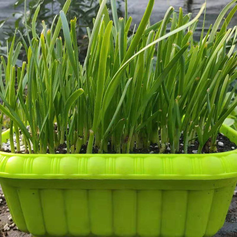 陽(yáng)臺(tái)蔬菜--無(wú)土栽培葉菜類.jpg