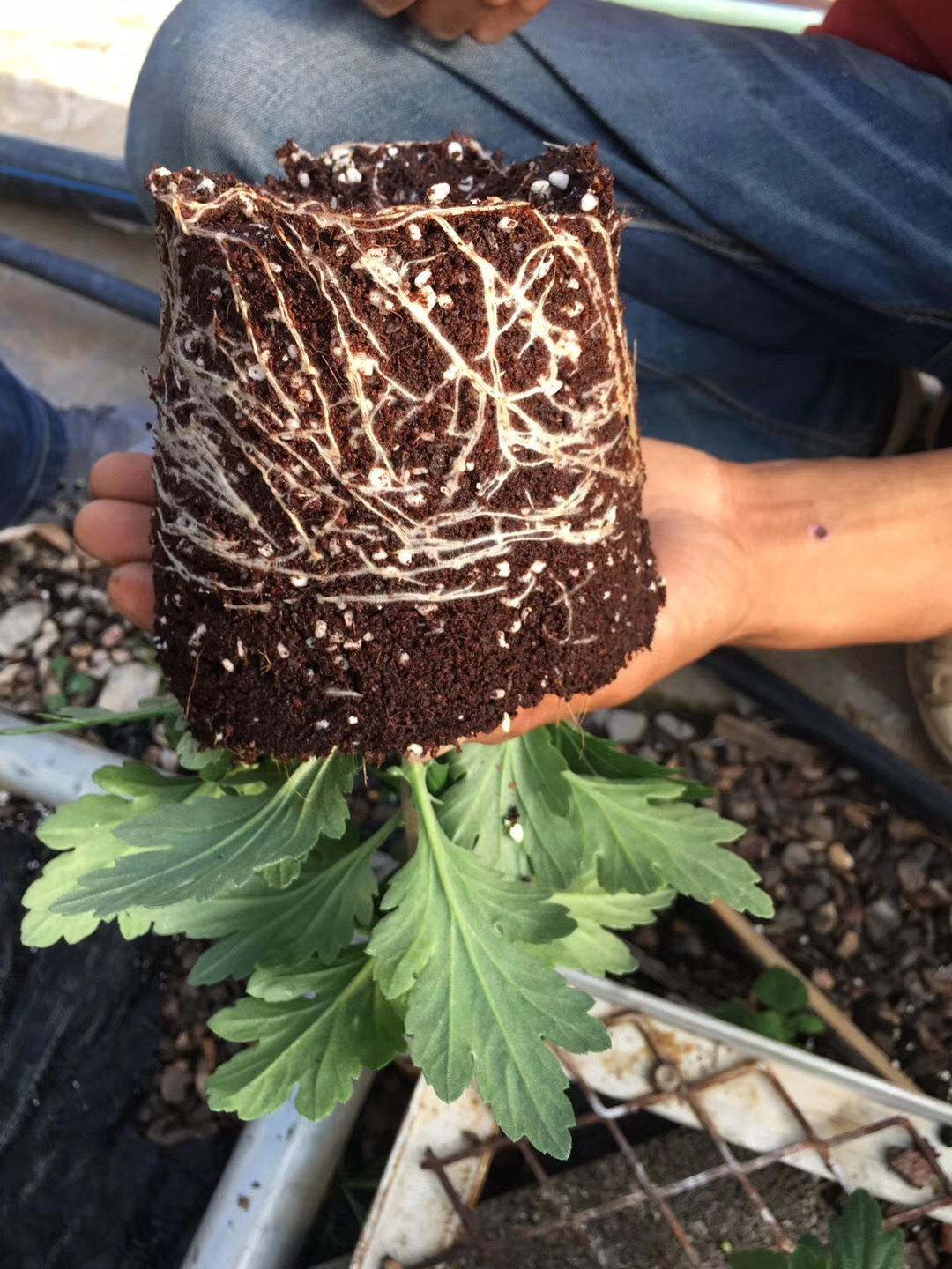 無土栽培基質(zhì)椰糠種植具有良好的透氣性以及非常好的保水和保肥性.jpg