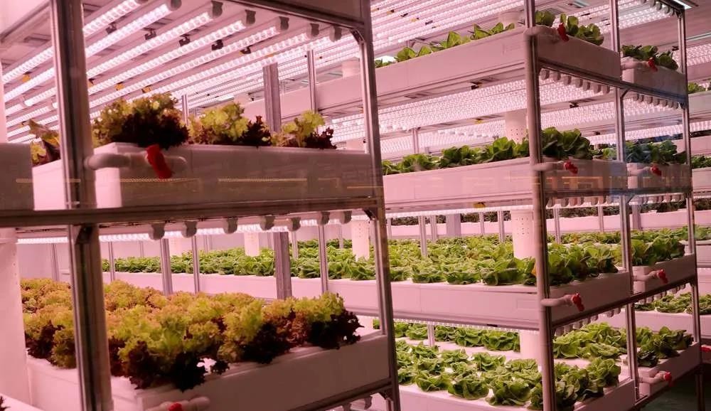 植物工廠.jpg