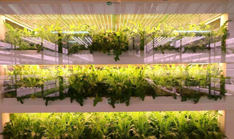 植物工廠.jpg