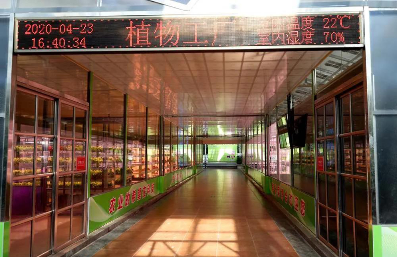 無土栽培--植物工廠.jpg