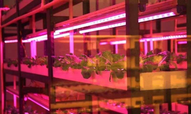 無土栽培--植物工廠.jpg