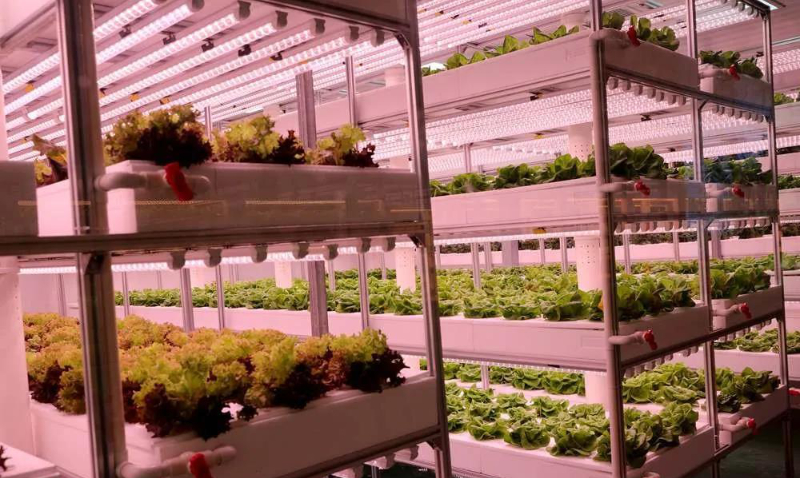 無土栽培--植物工廠.jpg