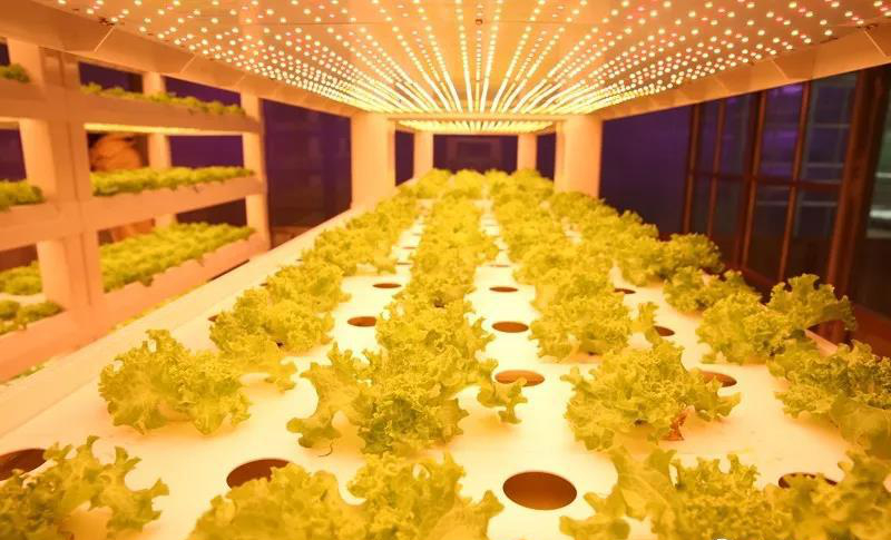無土栽培--植物工廠.jpg