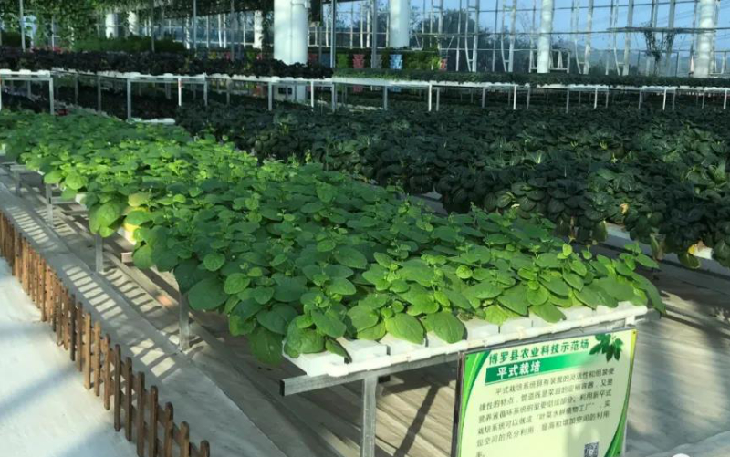 無土栽培--管道栽培小白菜.jpg