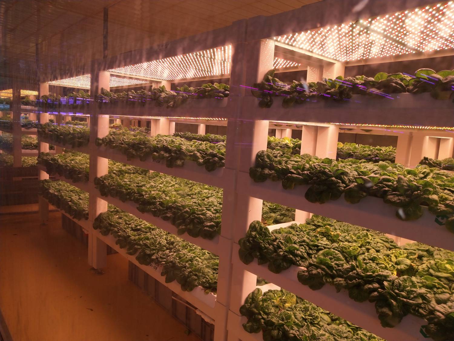 植物工廠.jpg