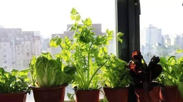 陽臺葉菜種植.jpg