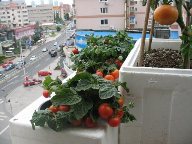 陽臺茄果類種植.jpg