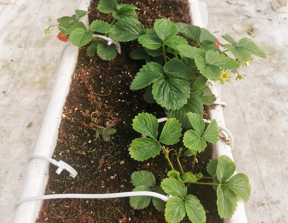 如何促進草莓花芽分化？草莓花芽分化期如何管理？