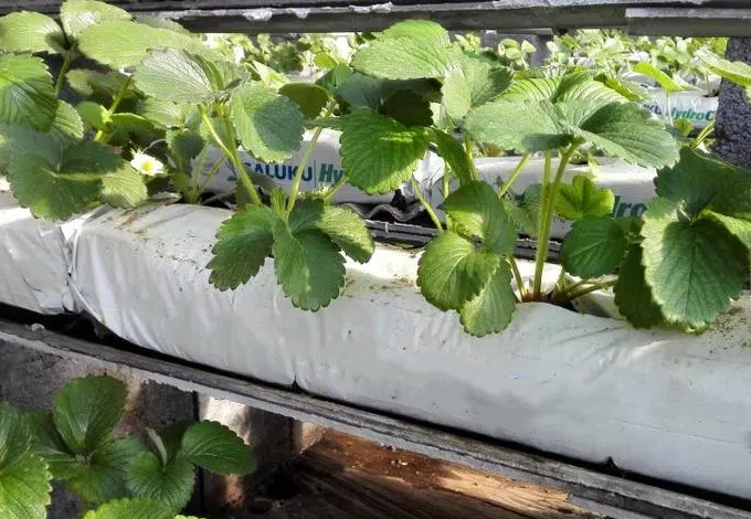 椰糠條栽培草莓技術(shù)流程要點